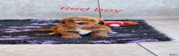 Cavapoochon dogs for sale: 🥰 Cavapoochons 🥰 - Advert 15