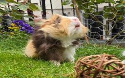 Guinea Pig rodents for sale: Male Guinea Pig - Image 2