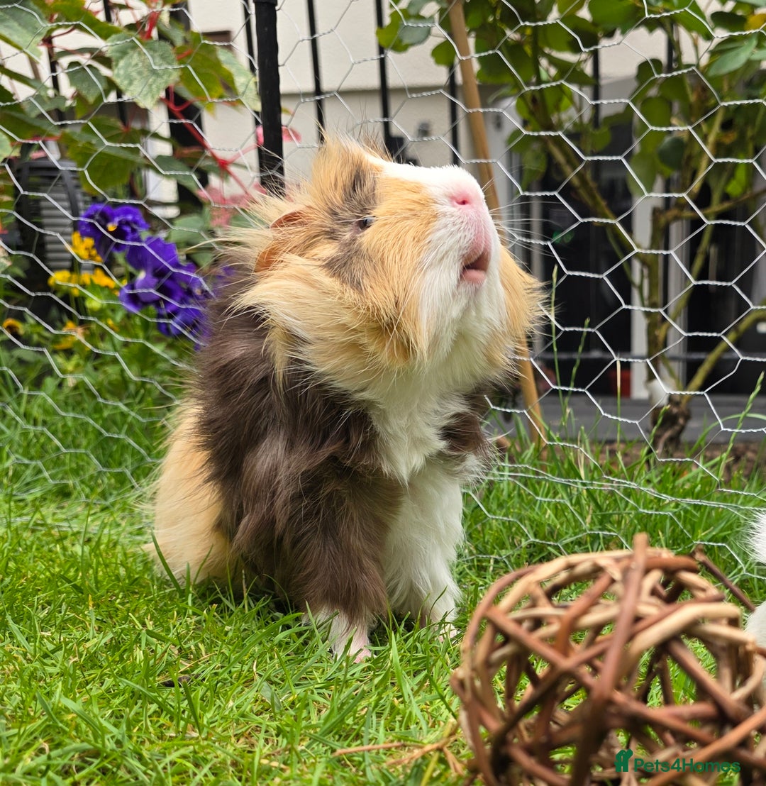 Guinea Pig rodents for sale: Male Guinea Pig - Image 2
