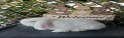 Mini Lop rabbits for sale: (ON HOLD) Beautiful purebred mini lop babies - Advert 7