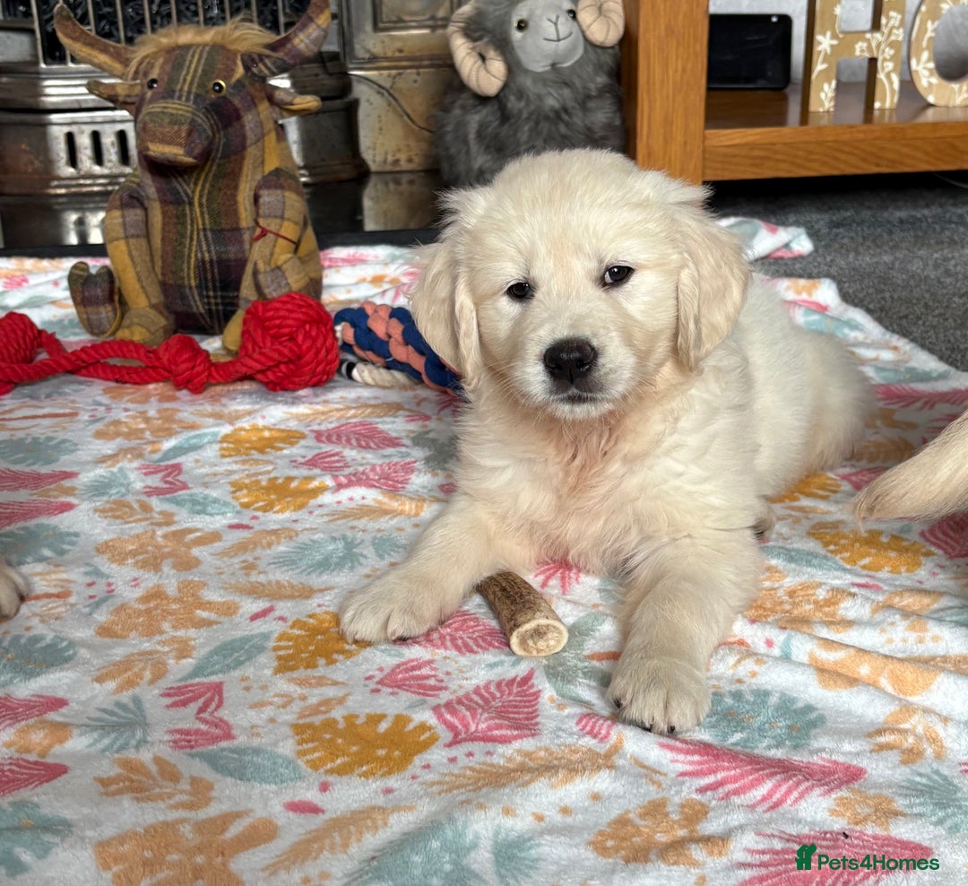 Golden Retriever dogs for sale: Golden retriever puppies  - Image 15