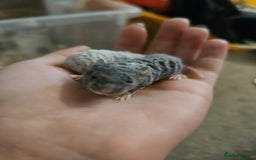 Mouse rodents for sale: 3 girls and 5 boys - Image 10