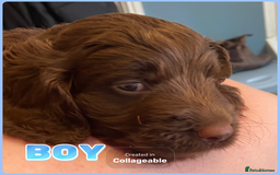 Cockapoo dogs for sale: last F1 boy ready now - Image 2