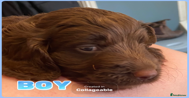 Cockapoo dogs - Advert 3