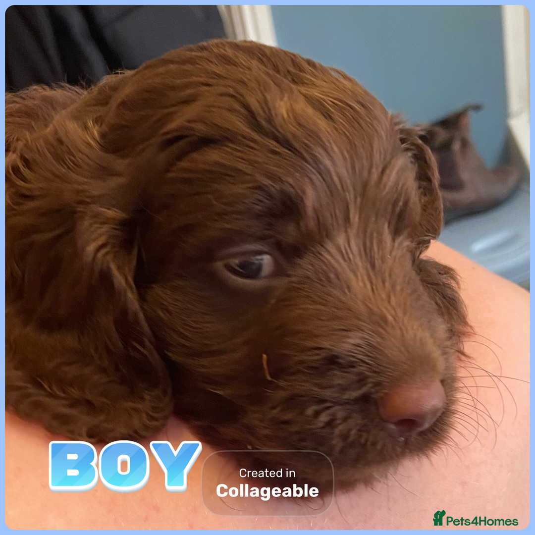 Cockapoo dogs for sale: last F1 boy ready now - Image 2