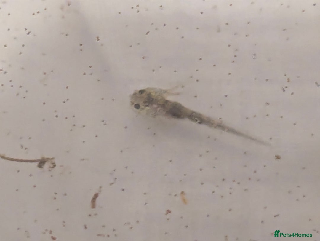 Axolotl reptiles for sale: Baby axoltis  - Advert 4