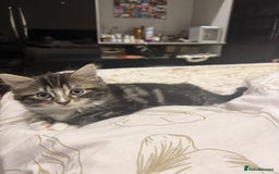 Ragdoll cats for sale: Ragdoll and Russian blue mix  - Image 6