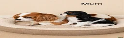 Cavalier King Charles Spaniel dogs for sale: Beautiful cavalier - Advert 7