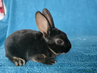 Rex rabbits Baby mini rex for sale - Advert 13