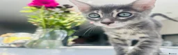 Bengal cats for sale: 3 Beautiful Blue Female TICA Reg Bengal kittens  - Advert 10
