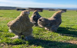 Mixed Breed birds for sale: Point of lay Hens & Pullets – VARIOUS BREEDS 🦚  - Image 33
