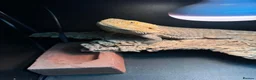Bearded Dragon reptiles for sale: Ziggy 5yr old male bearded dragon in Baldock - Advert 3