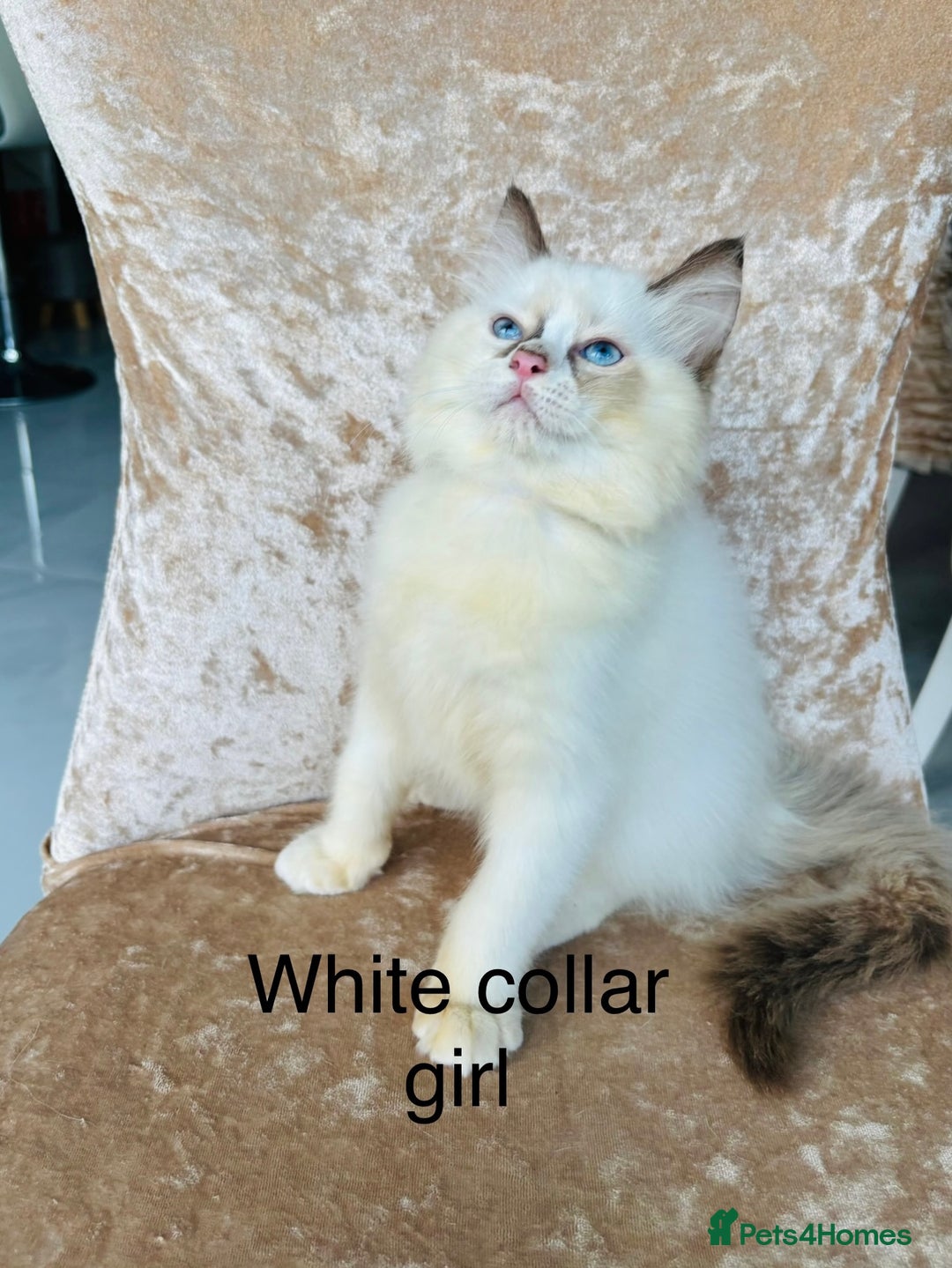 Ragdoll cats for sale: Beautiful ragdoll kittens  - Advert 7