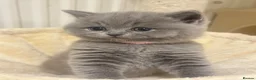 British Shorthair cats for sale: GCCF registered kitten - Advert 4