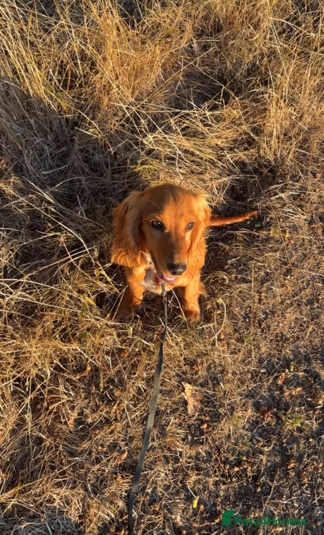 Cocker Spaniel dogs for sale: Young cocker spaniel  in Redditch - Advert 1