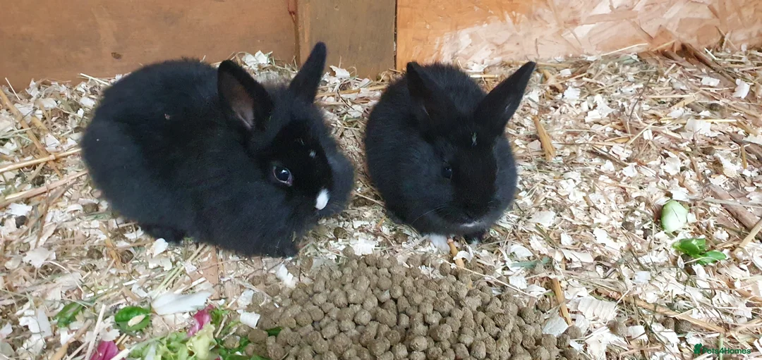 Mixed Breed rabbits for sale: Northandwaf  - Advert 20