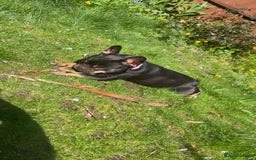 French Bulldog dogs for sale: Miss Cleo  - Image 2