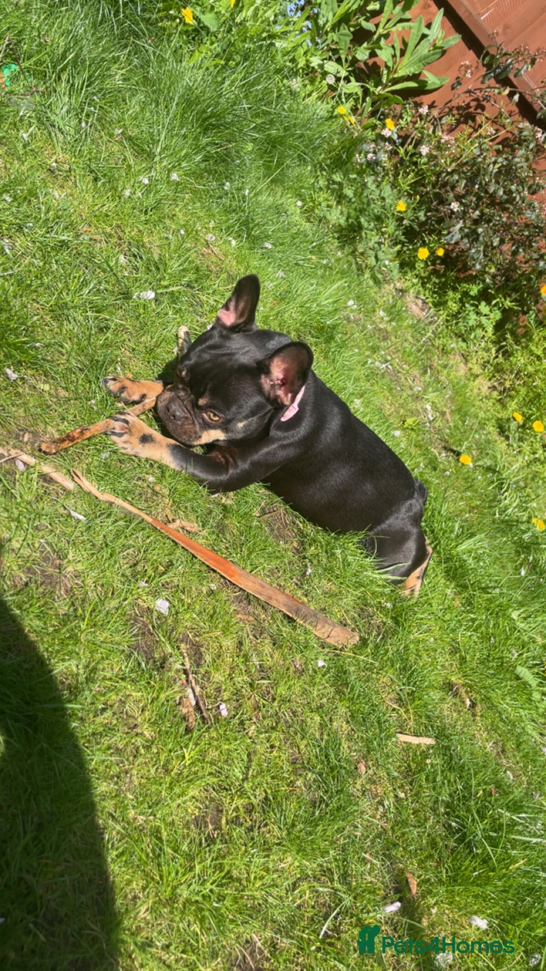 French Bulldog dogs for sale: Miss Cleo  - Image 2