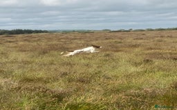 Irish Setter dogs for sale: 17 month old Irish Red & White Male Setter - Image 1