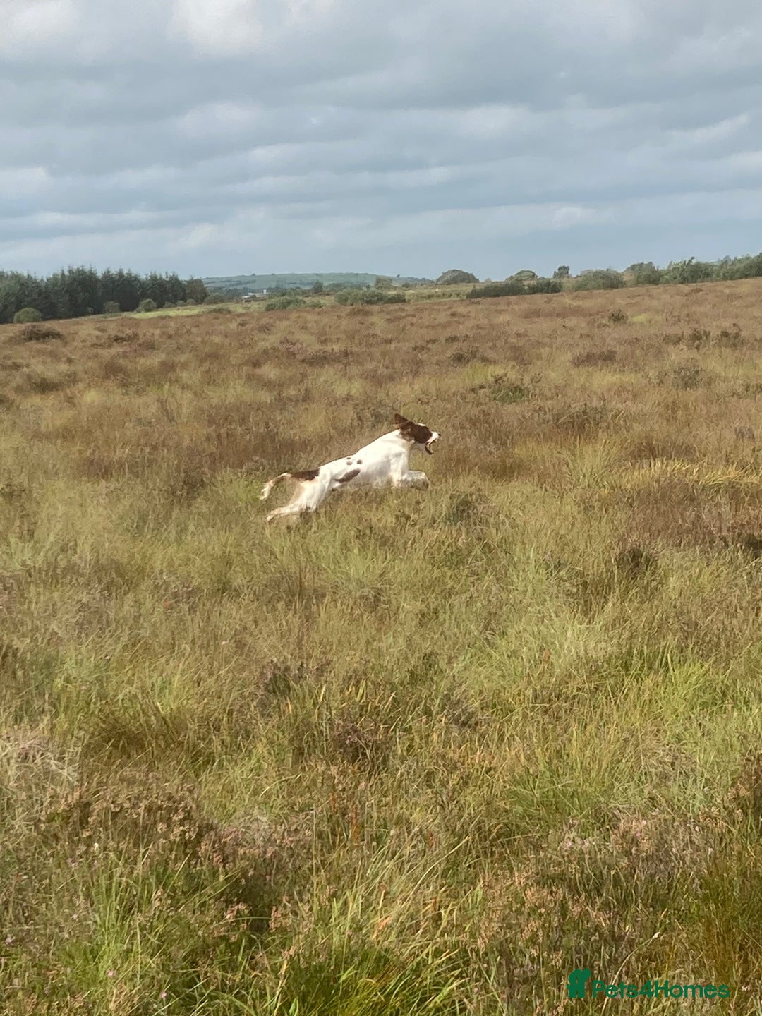 Irish Setter dogs for sale: 17 month old Irish Red & White Male Setter - Image 1