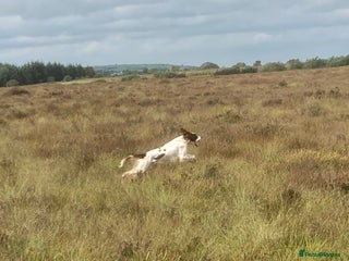 Irish Setter dogs - Advert 10