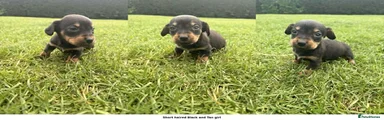 Dachshund Puppy 2