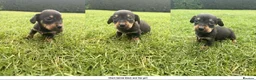 Dachshund dogs for sale: 2 x dachshund  in Wisbech - Advert 2