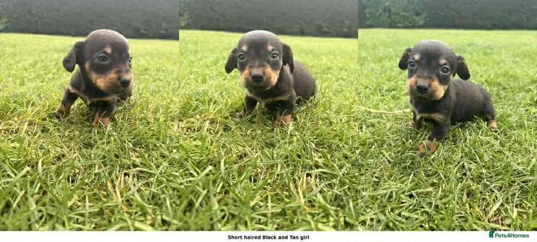 Dachshund dogs for sale: 2 x dachshund  in Wisbech - Advert 2