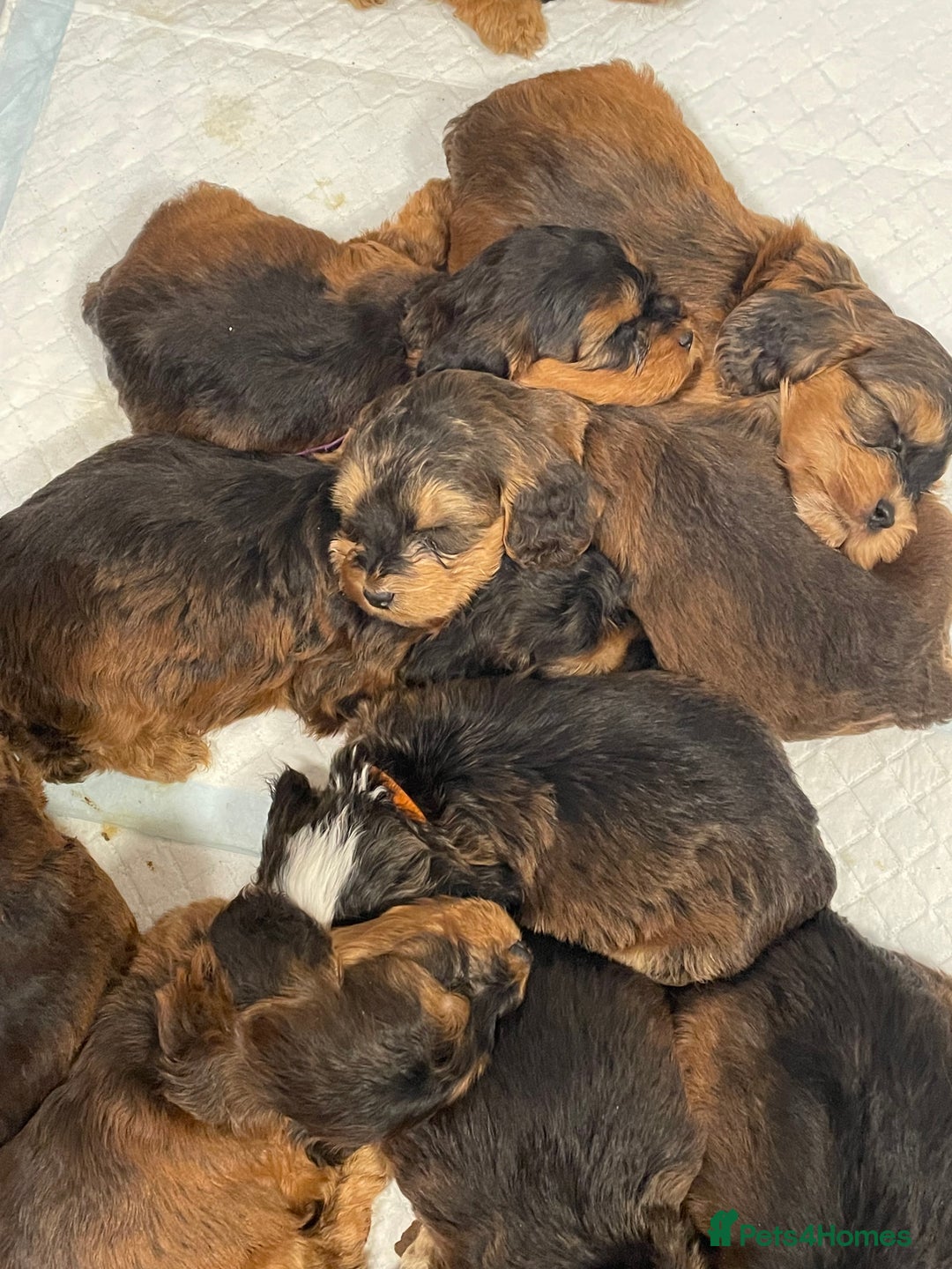 Cockapoo dogs for sale: Cuddly, cute, calm, sable Cockapoo puppies  - Image 23