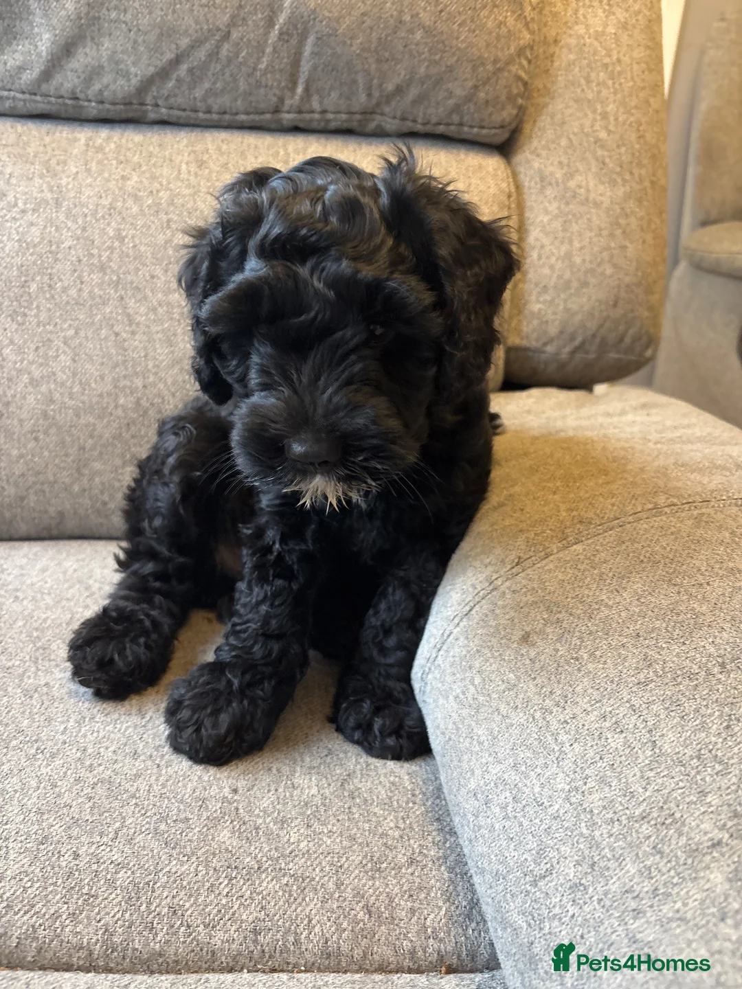 Mixed Breed dogs for sale: 2 beautiful boys looking for their forever homes  in Kidderminster - Advert 2