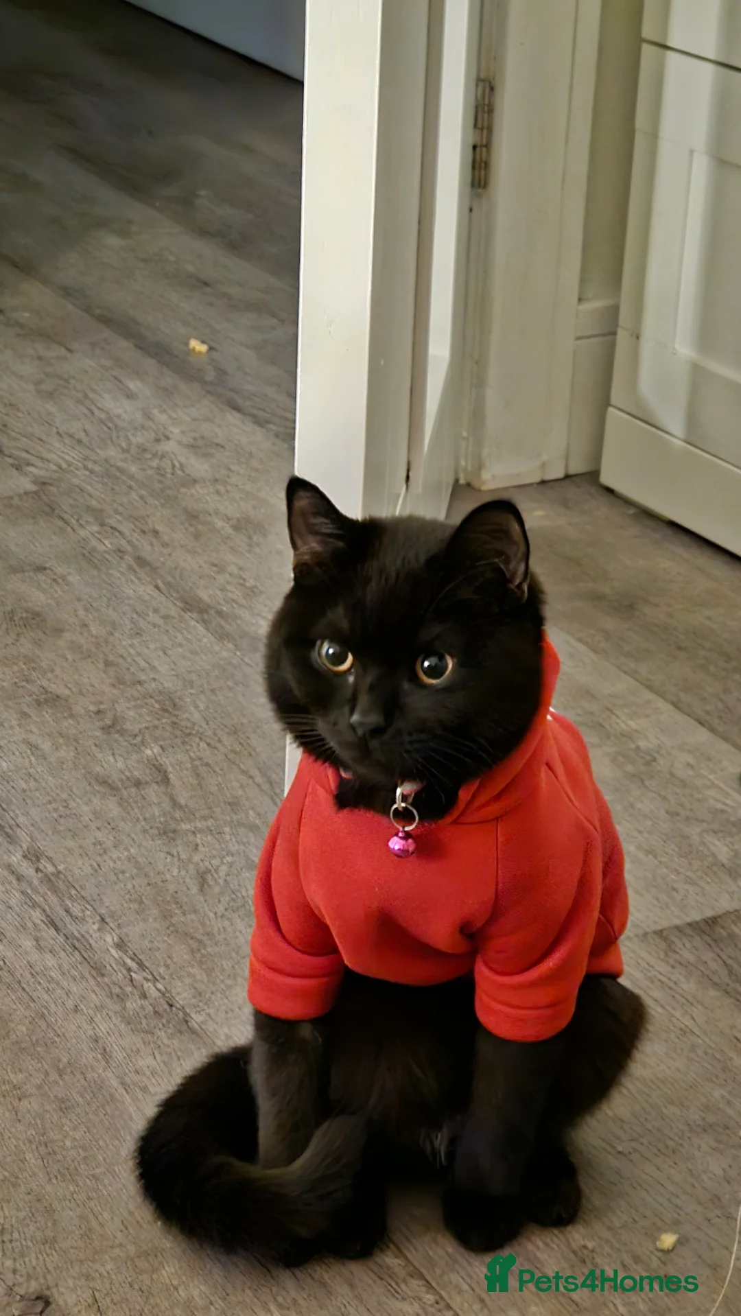 Mixed Breed cats for sale: 1 Year 9 Month Old Male Cat, Loving Home Needed - Advert 2