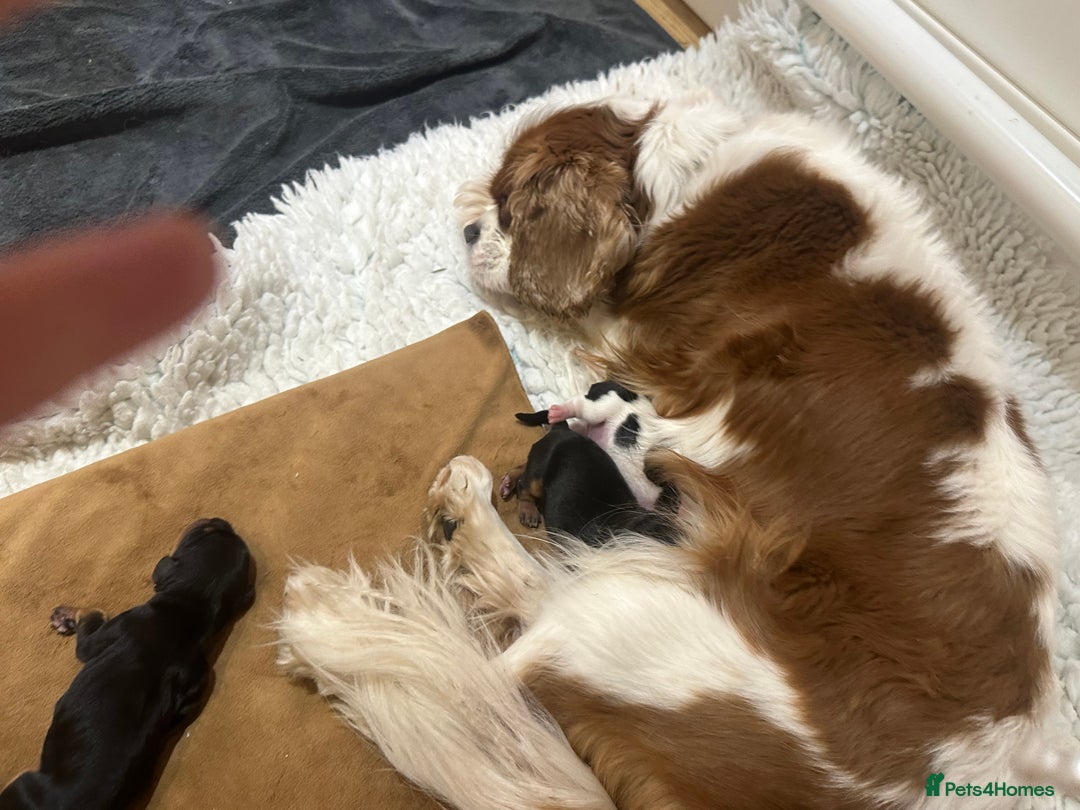 Cavalier King Charles Spaniel dogs for sale: Pure breed cavalier King Charles puppies - Advert 5