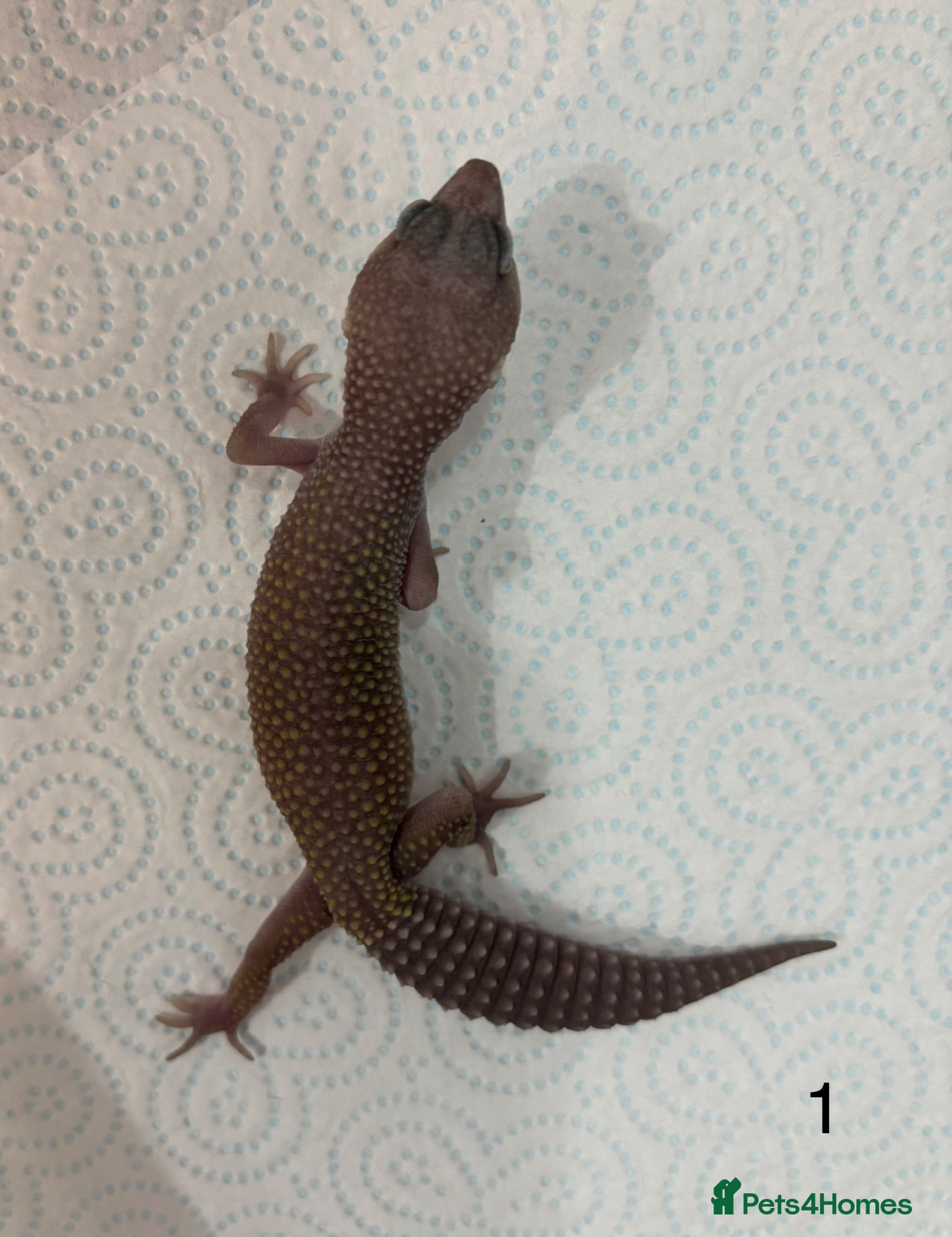 Leopard Gecko reptiles for sale: Baby leopard geckos £40 to £60 - Advert 1