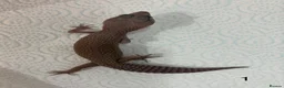 Leopard Gecko reptiles for sale: Baby leopard geckos £40 to £60 - Advert 1