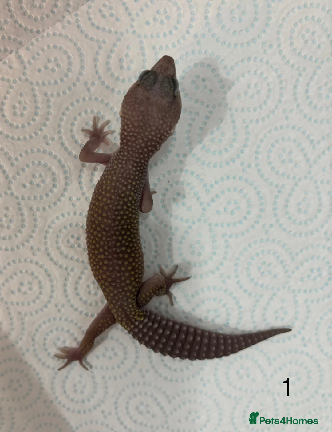 Leopard Gecko reptiles for sale: Baby leopard geckos £40 to £60 - Advert 1