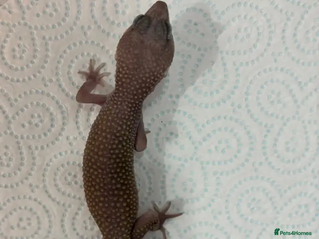 Leopard Gecko reptiles for sale: Baby leopard geckos £40 to £60 - Advert 1