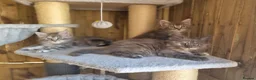 Maine Coon cats for sale: Beautiful Maine Coon Kittens - Advert 7