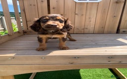 Cockapoo dogs for sale: ((Ready now))F1b cockerpoo puppies  - Image 16