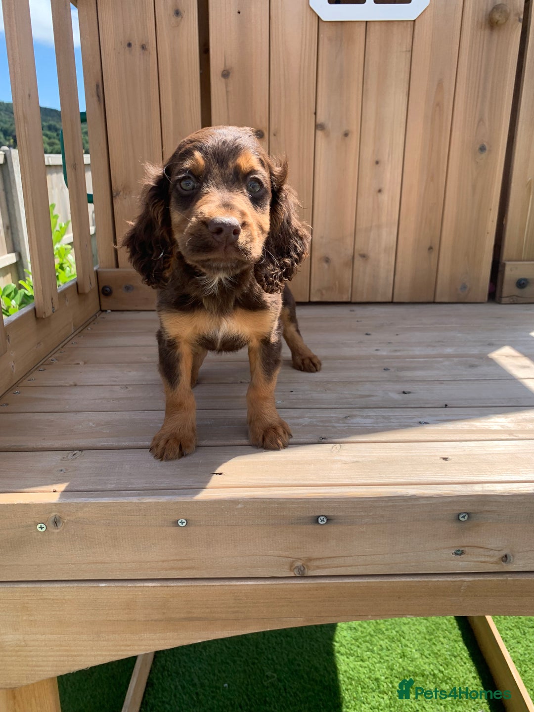 Cockapoo dogs for sale: ((Ready now))F1b cockerpoo puppies  - Image 16