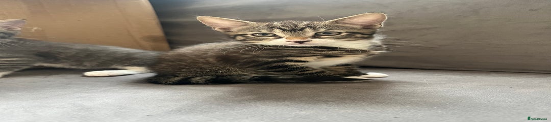 Female Tabby/White Kitten 2