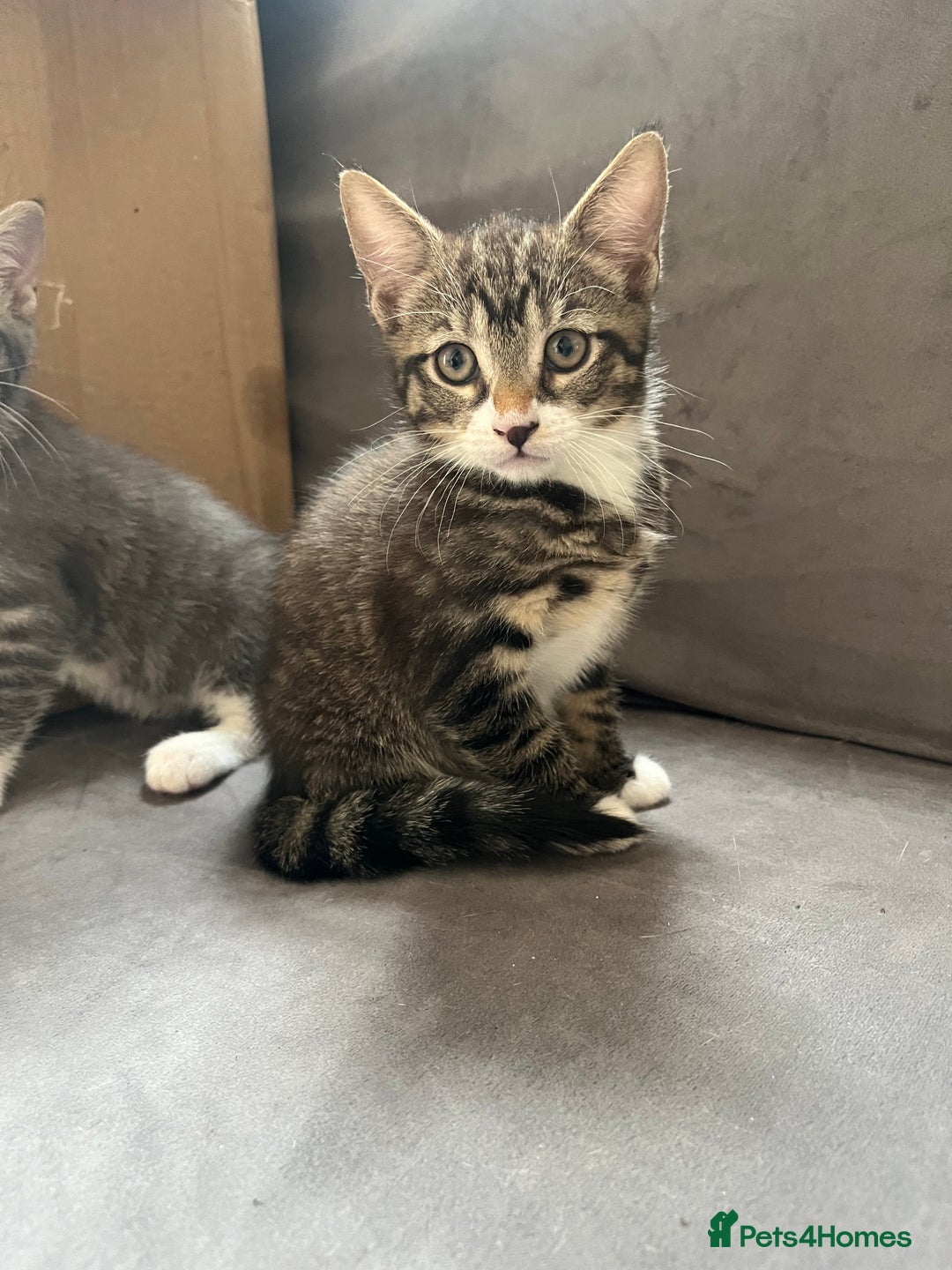 Mixed Breed cats for sale: 1 x Stunning Beautiful Girl Kitten Ready NOW - Image 16