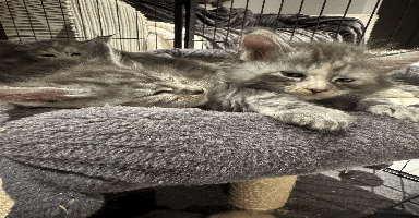 Maine Coon cats - Advert 3