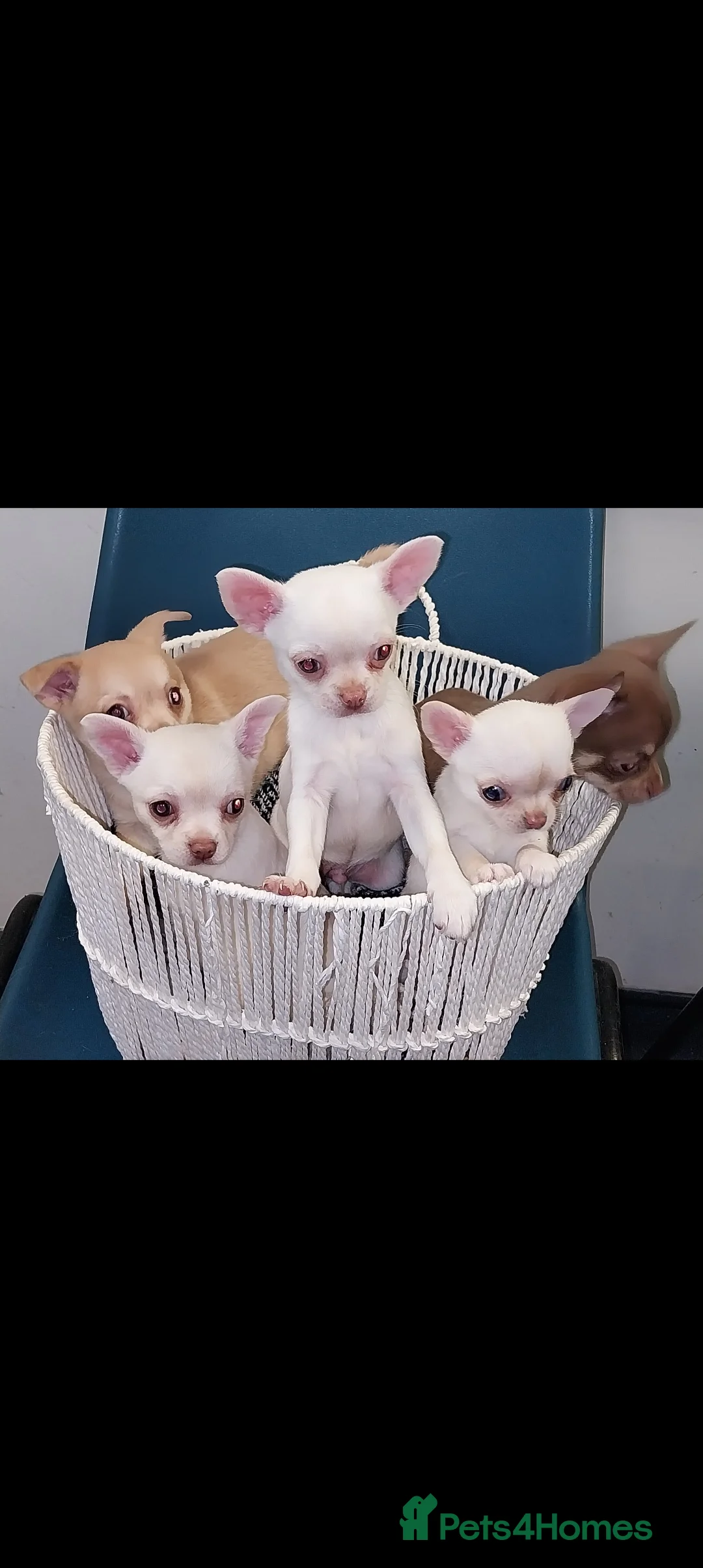 Chihuahua dogs for sale: Chihuahua puppies  - Advert 1