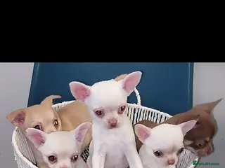 Chihuahua dogs Chihuahua puppies - Advert 21