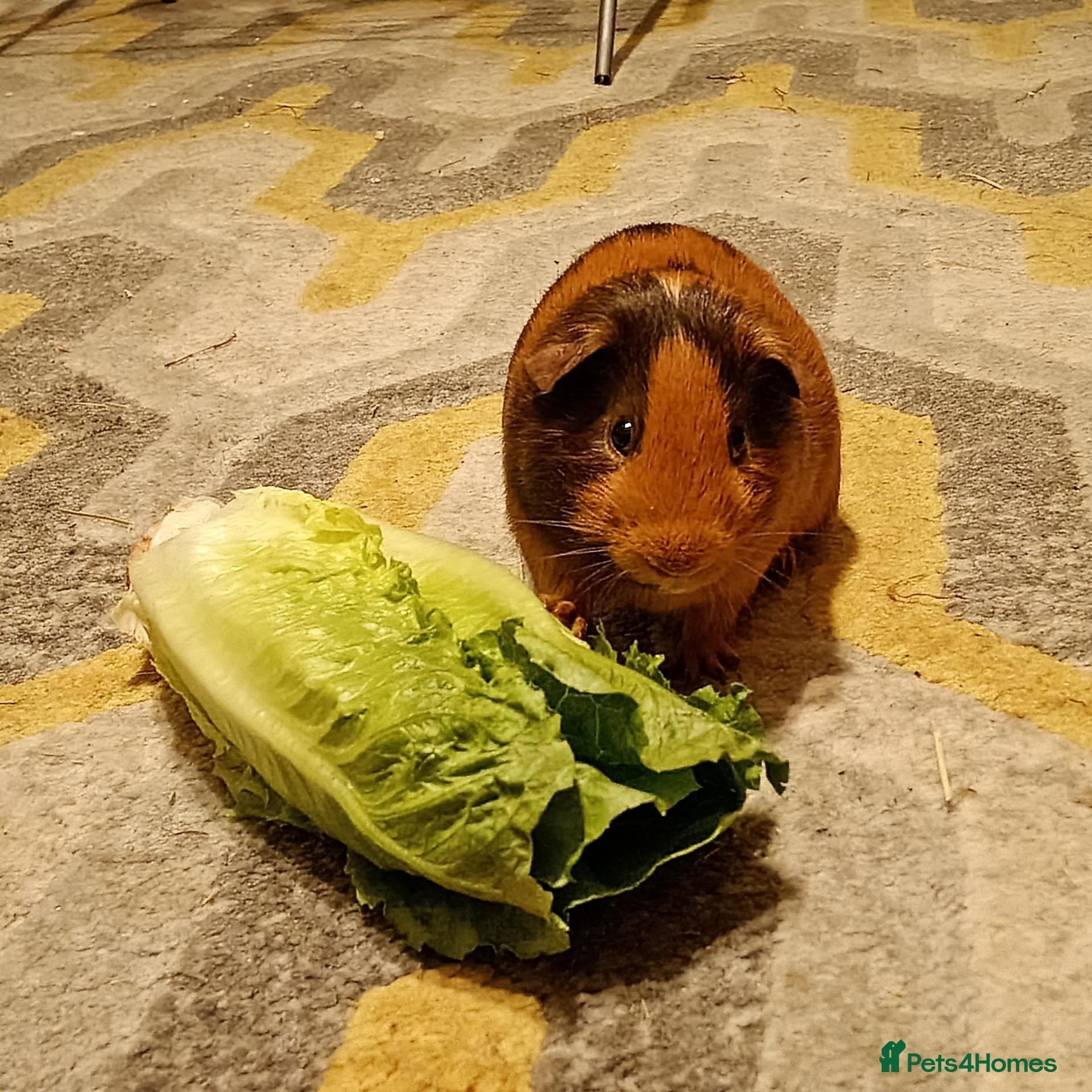 Guinea Pig rodents Sweet Guinea pig Boar - Advert 4