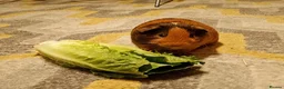 Guinea Pig rodents for sale: Sweet Guinea pig Boar in Norwich - Advert 1