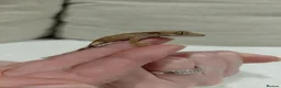Gecko reptiles for sale: Crested gecko with full bio set up - Advert 16