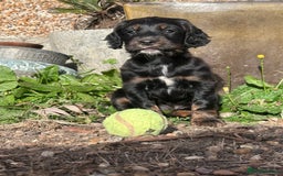 Cocker Spaniel dogs for sale: One beautiful working cocker girl  - Image 1