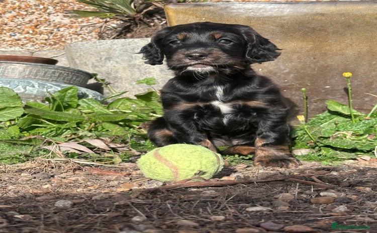 Cocker Spaniel dogs - Advert 2