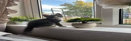 Domestic Shorthair cats for sale: Grey boy in Cambridge - Advert 2